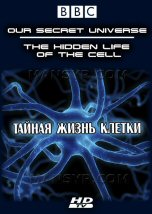 The Hidden Life of the Cell